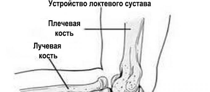 Joint of radius and ulna