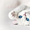 Baltas kačiukas mėlynomis akimis