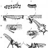 How do fleas reproduce? Flea breeding season