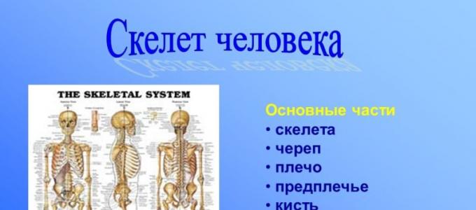 Структурата на човешкия скелет