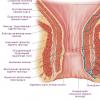 장 혈관의 해부학 - 동맥, 정맥