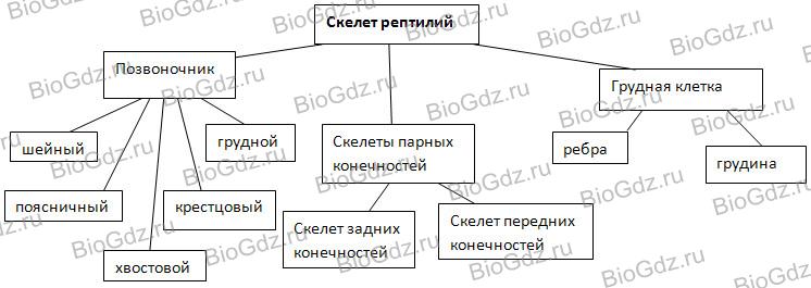 Заполните схему класс пресмыкающиеся