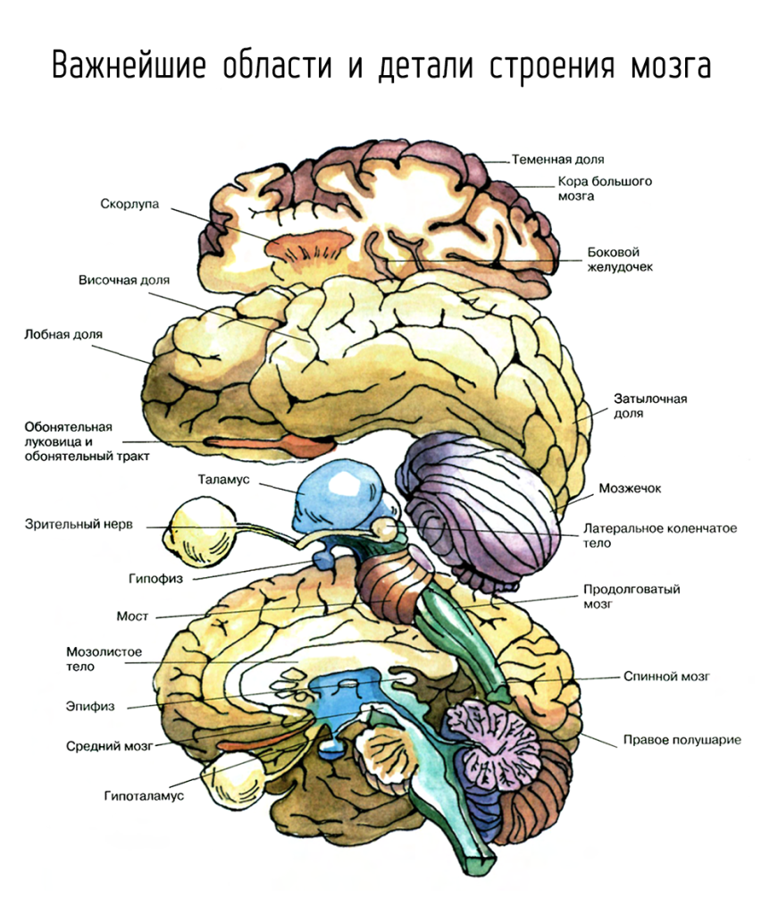 Строение головного мозга рисунок с обозначениями