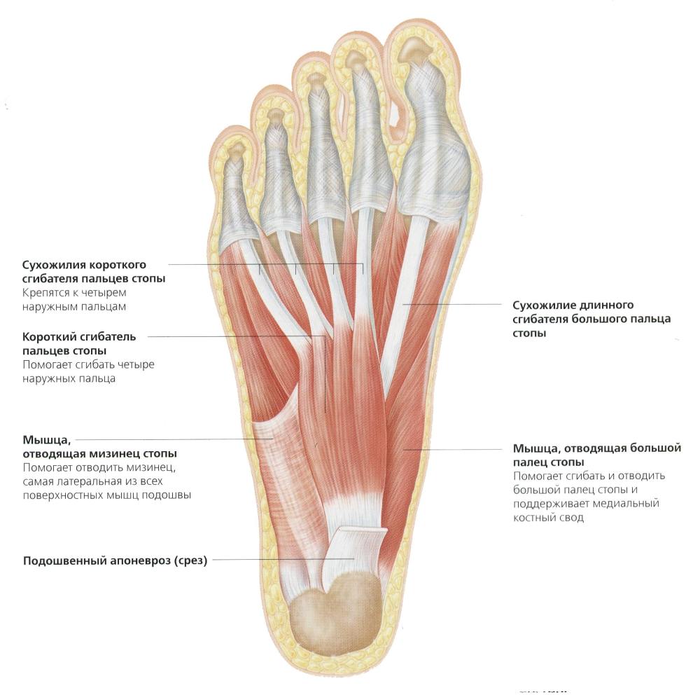 Foot muscle. Мышцы стопы анатомия подошвенная. Мышцы стопы снизу анатомия. Строение мышц стопы снизу. Сухожилия стопы анатомия подошвенной области.
