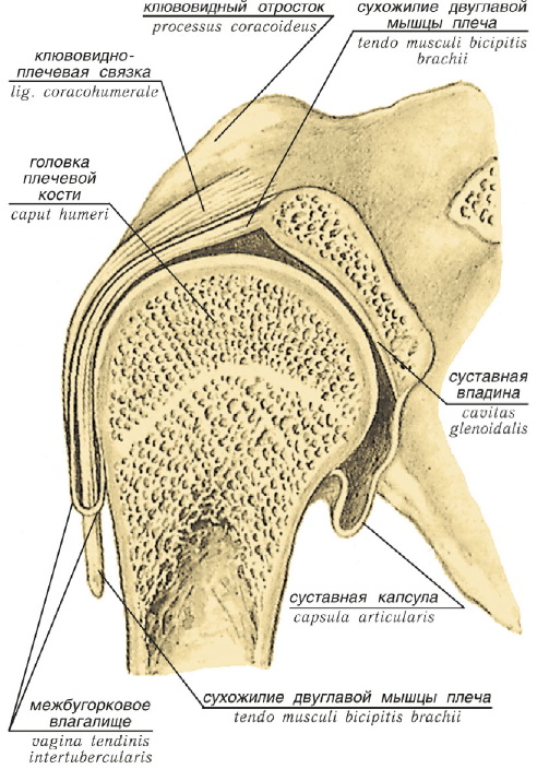 Связки плечевого сустава анатомия