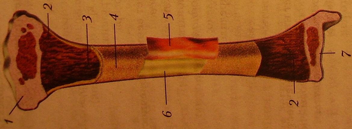 Как выглядит трубчатая кость фото