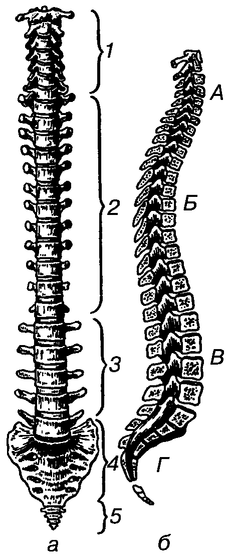 Столб позвонков. Скелет позвоночника. Позвоночный столб анатомия человека. Позвоночный столб строение рисунок. Скелет туловища Позвоночный столб.