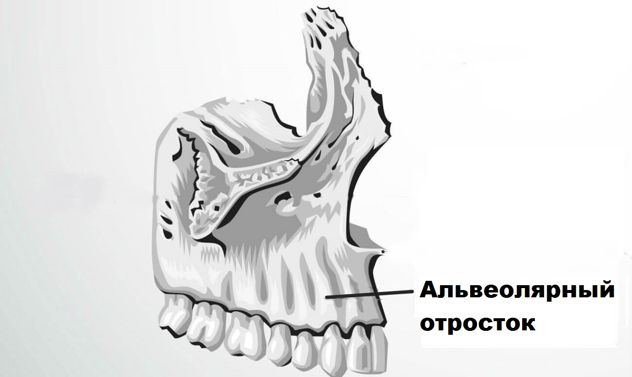 Слизистая альвеолярного отростка нижней челюсти. Альвеолярный отросток верхней челюсти анатомия. Альвеолярный гребень верхней челюсти. Альвеолярный отросток нижней челюсти анатомия. Строение альвеолярного отростка нижней челюсти.