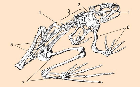 Нарисовать скелет лягушки