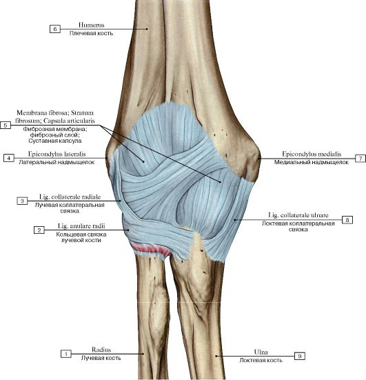 Анатомия локтевых связок. Капсула локтевого сустава топографическая анатомия. Локтевой сустав строение анатомия костей. Кости локтевого сустава анатомия.