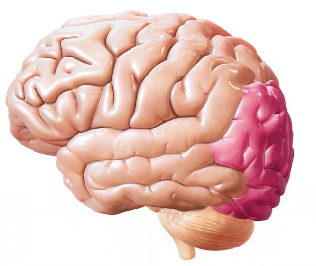 Лобно теменная область мозга. Затылочно теменных отделов мозга. Теменно-затылочные отделы мозга.