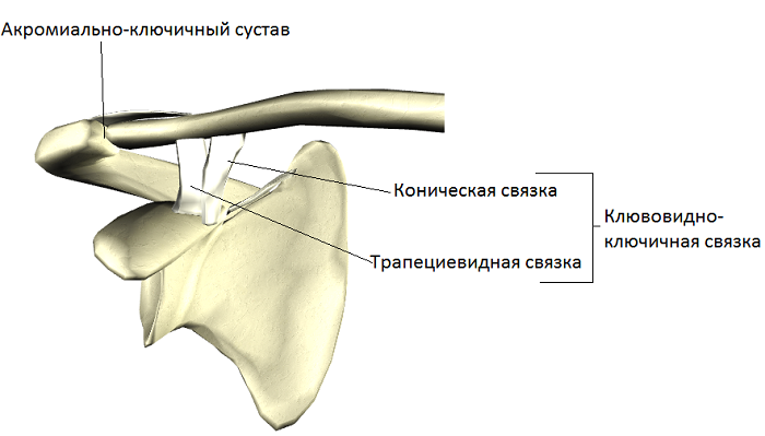 Ключица отростки. Связки акромиально-ключичного сустава. Вставочная кость акромиально-ключичного сочленения. Клювовидно-плечевая связка анатомия. Связочный аппарат ключицы.