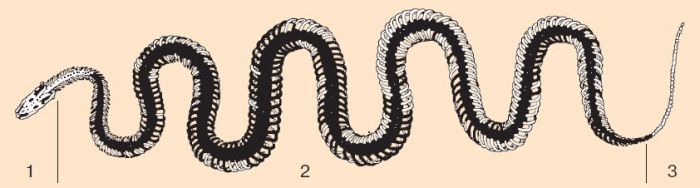 Змеи биология 7 класс. Скелет пресмыкающихся змеи. Скелет змеи рис 150. Скелет пресмыкающихся змея. Строение змей скелет.