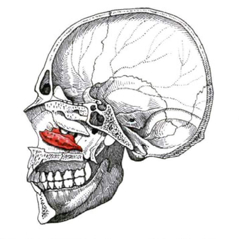 Носовая кость лицевого черепа. Нижняя носовая раковина кость черепа. Нижняя носовая раковина (Concha Nasalis inferior). Носовая кость топография черепа. Нижняя носовая раковина медунивер.