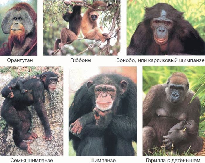 Человек относится к классу приматов. Гиббоны орангутаны гориллы и шимпанзе. Бонобо человекообразные обезьяны. Шимпанзе горилла орангутан. Крупная человекообразная обезьяна.