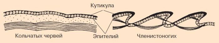 Кутикула у червей