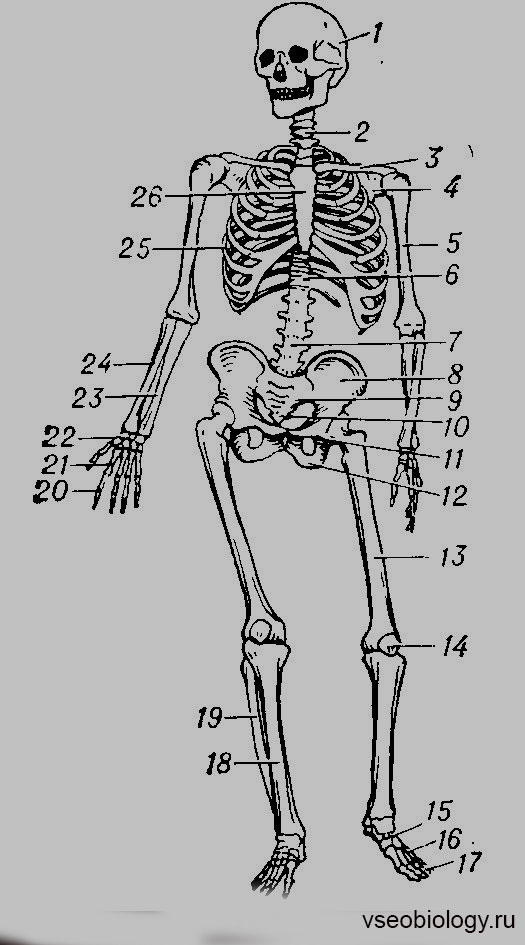 Скелет схема. Строение скелета 8 класс биология. Строение скелета рисунок. Скелет человека анатомия схема. Скелет с подписями костей.